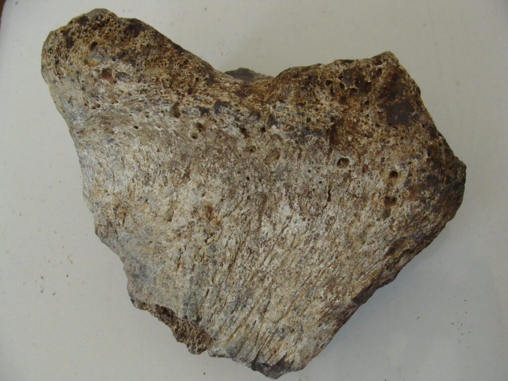 Fossil