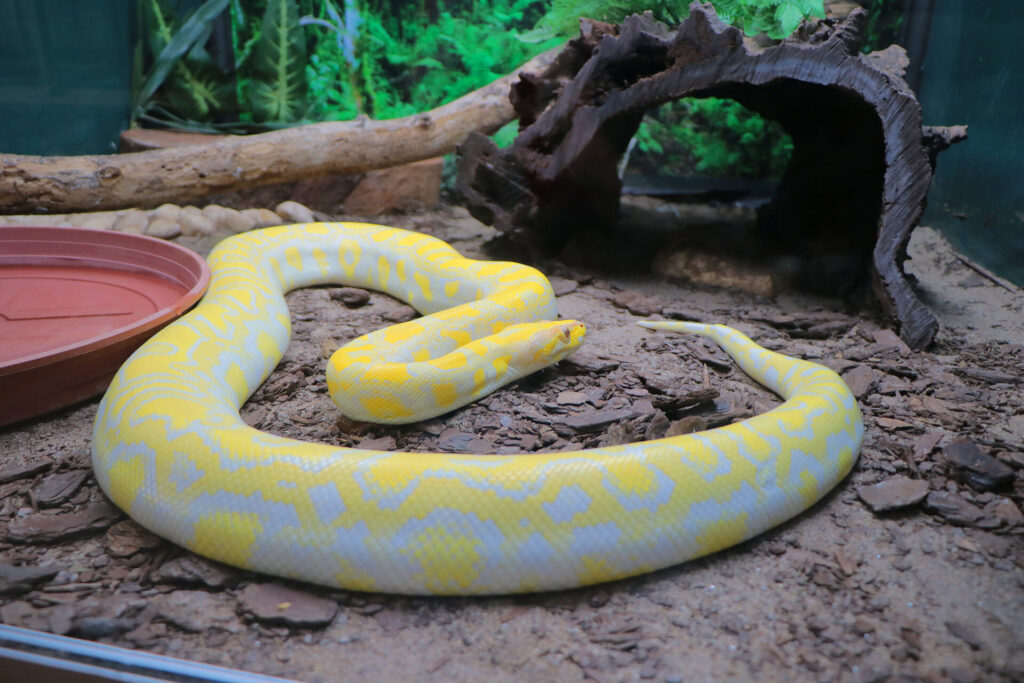 Serpente da espécie Python bivittatus; este indívíduo, por ser albino, apresenta coloração amarelada, sem a pigmentação característica da espécie.