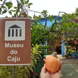 O Museu do Caju foi inaugurado em 2007 no município de Caucaia no Ceara. Um museu temático do Caju Cajueiro - único no mundo com um rico acervo de pecas, obras de artes, artesanatos e literatura com a temática do caju.