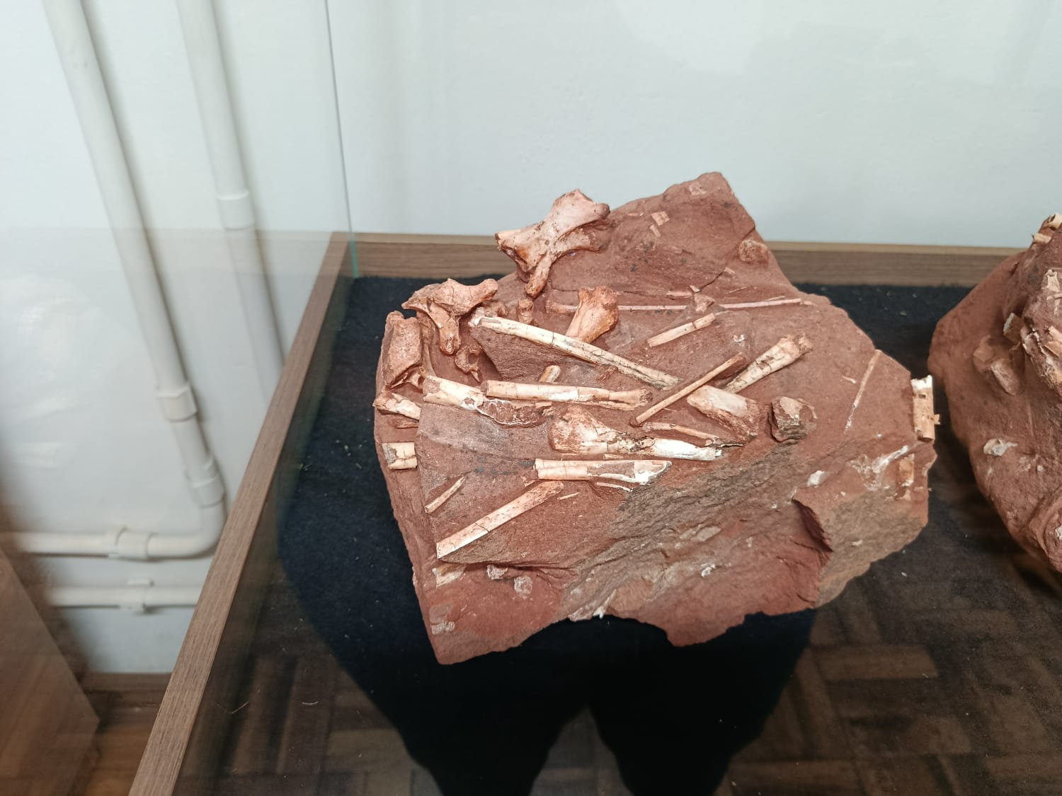 Aqui está um dos bonebeds que você poderá conhecer ao visitar o museu.